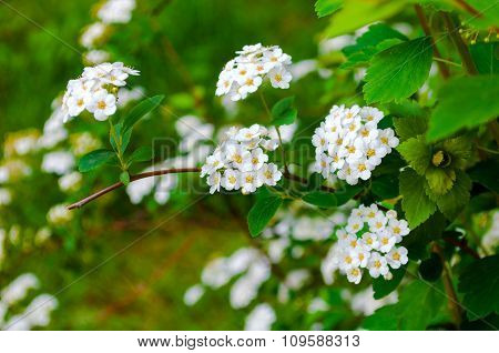 blooming twig on blurry green background