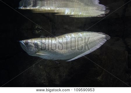 Silver arowana