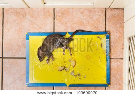 Rat Captured On Disposable Glue Trap Board On Kitchen Floor