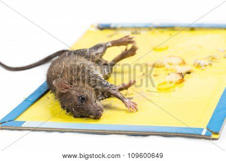 Rat Captured On Disposable Glue Trap Board Isolated In White
