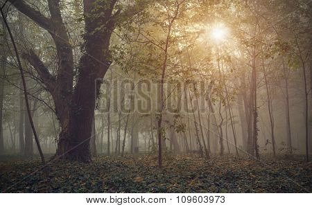 Forest In Fog