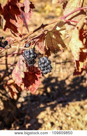 Grapes At Estepas De Belchite, Zaragoza, Aragon, Spain