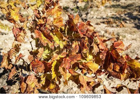 Grapes At Estepas De Belchite, Zaragoza, Aragon, Spain