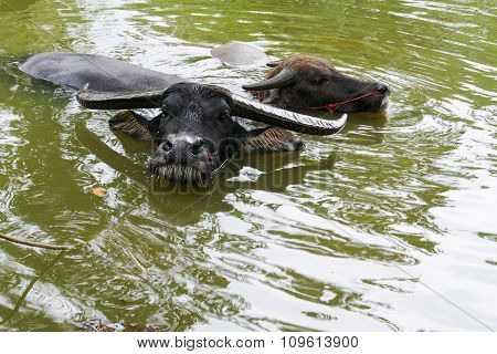 Black Buffalo In The Pond