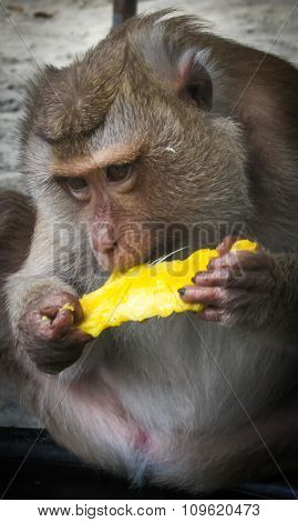 Monkey On The Thailand Beach