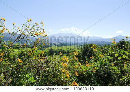 Flowerbed With Mountain And Paddy View