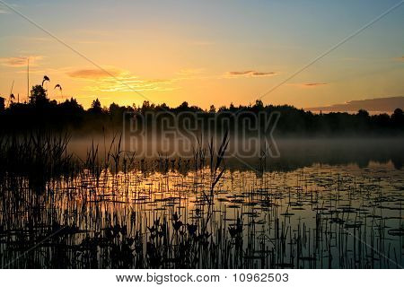 Sunrise bir bataklık içinde
