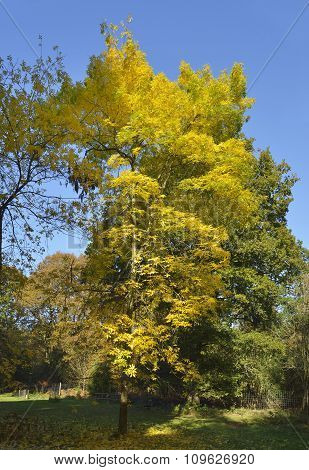 Bitternut Tree