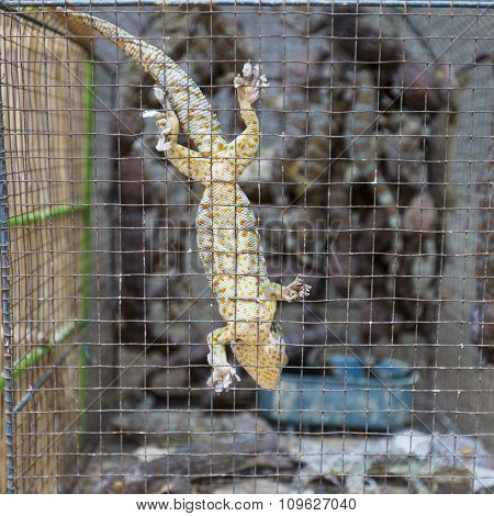 Geko In Cage In Market In Indoensia.