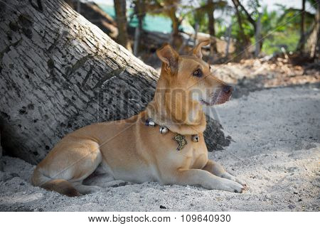 Dog Under Palm Tree
