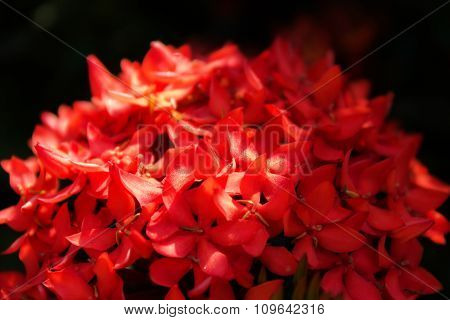 Native Tropical Red Flower Rubiaceae Bunch In Classic Style On Black Background
