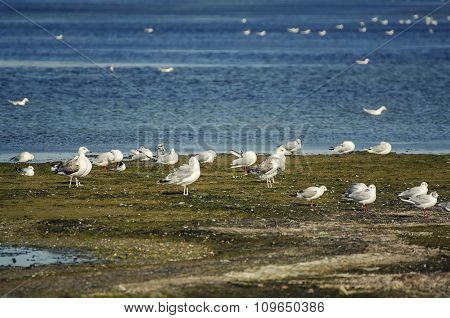 Sea gulls at coast