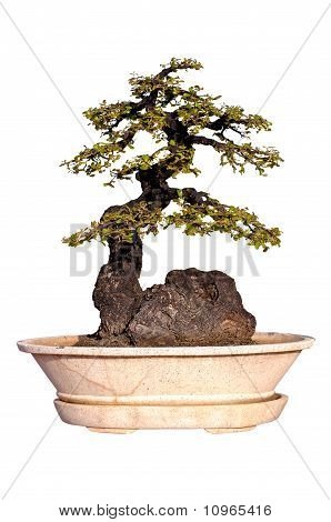 Stedsegrønne Bonsai på isolerede baggrund