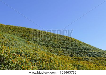 Blooming Mexican Sunflower On The Hill