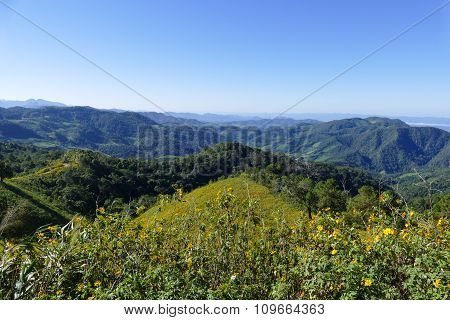 Blooming Mexican Sunflower On The Hill