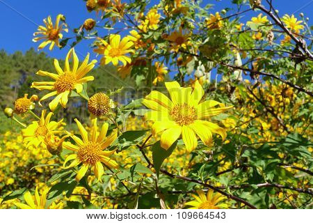 Blooming Mexican Sunflower