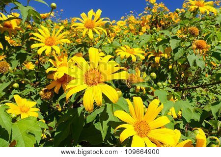 Blooming Mexican Sunflower
