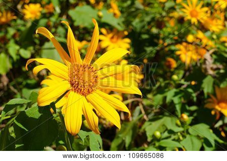 Blooming Mexican Sunflower