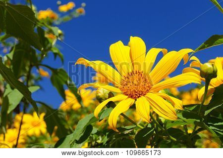 Blooming Mexican Sunflower