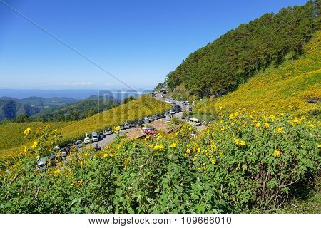 Tourist Travel To See Blooming Mexican Sunflower