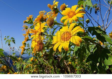 Blooming Mexican Sunflower