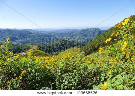 Blooming Mexican Sunflower On The Hill