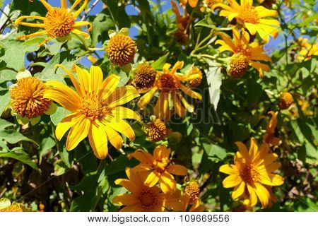 Blooming Mexican Sunflower