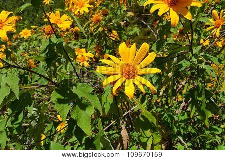 Blooming Mexican Sunflower