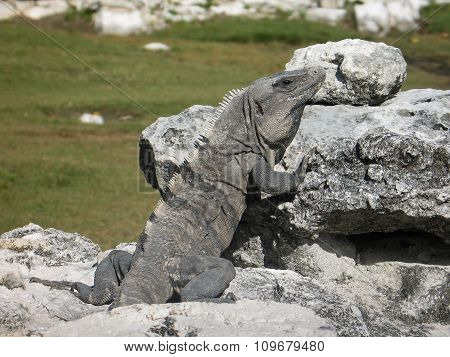 Iguana Taking Sun-bath In Cancun