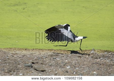 Acrobatic Blacksmith Plover Landing On The Shore Of Lake Covered With Green Algae