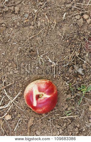 Small White Peach On Terrain