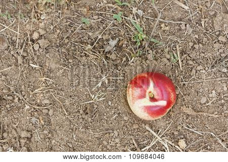 White Peach On Terrain