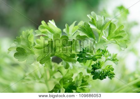 Closeup Of Fresh Parsley