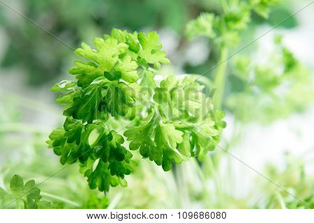 Closeup Of Fresh Parsley
