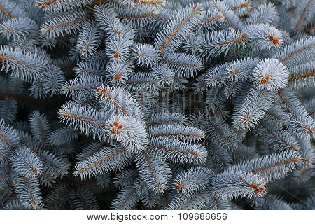 Beautiful Blue Spruce Needles