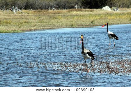 Saddle-billed Storks