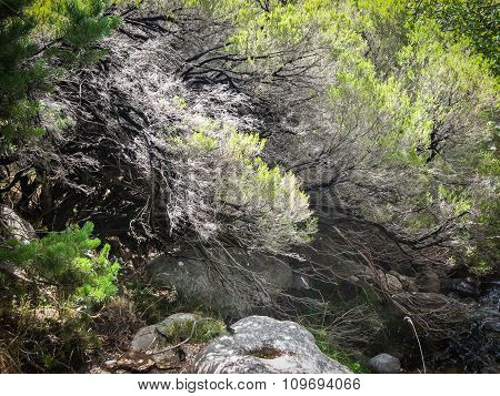 Pedrisa, Comunity Of Madrid, Spain