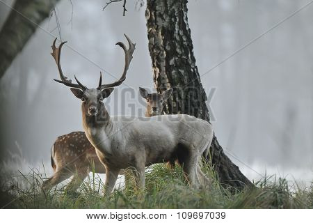 Fallow Deer