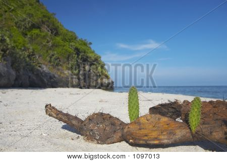 Cactus-4