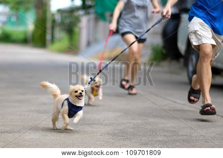 Happy Running Dogs