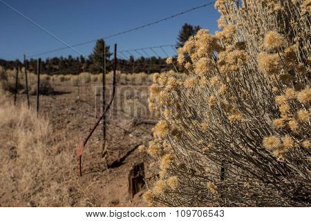 Bur Bush And Wired Fence