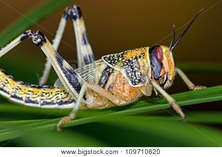 Desert Locust (Schistocerca Gregaria)