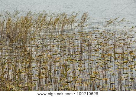 reeds