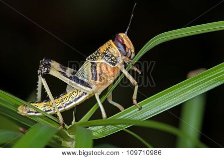 Desert Locust (Schistocerca Gregaria)