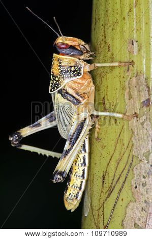 Desert Locust (Schistocerca Gregaria)