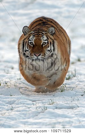 Siberian Tiger (Panthera Tigris Altaica)