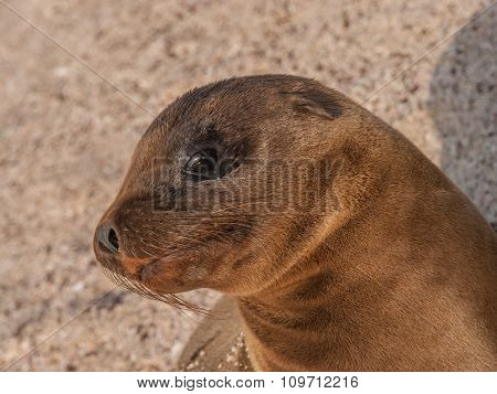 Baby Sea Lion Sitting Up