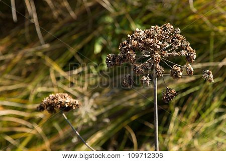 dried plants