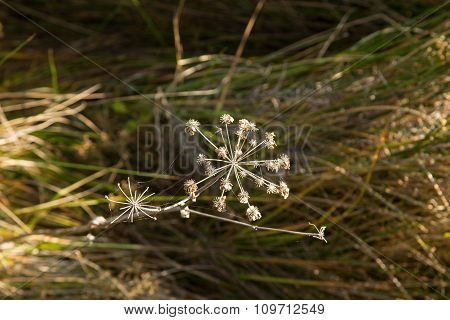 dried plants