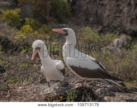 Pair Of Blue Footed Boobies